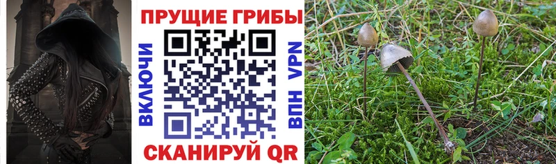 omg маркетплейс  Богородск  Галлюциногенные грибы Magic Shrooms 
